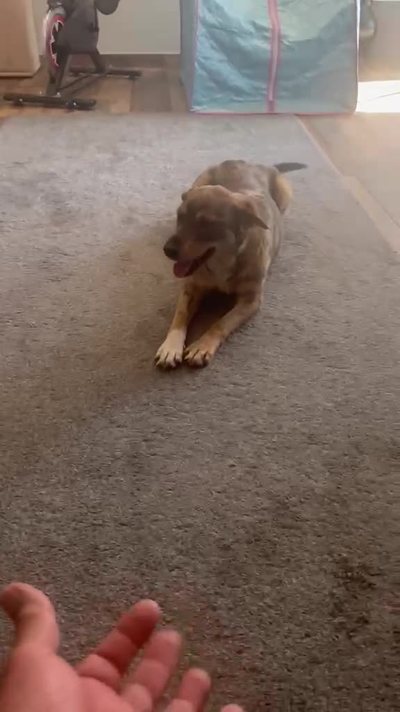 Mixed Breed dogs for adoption: Cute Bella looking for LOVE - Video 3