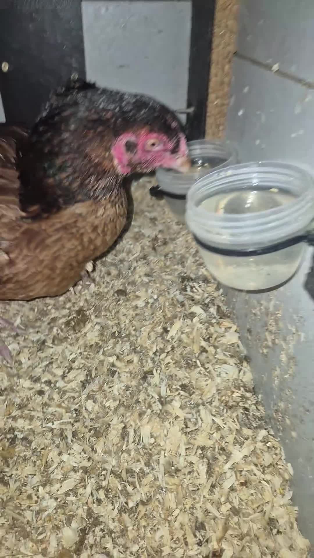 Chickens poultry for sale: Pure aseel hen and pullet, ganoi chicks,hint stag - Video 2