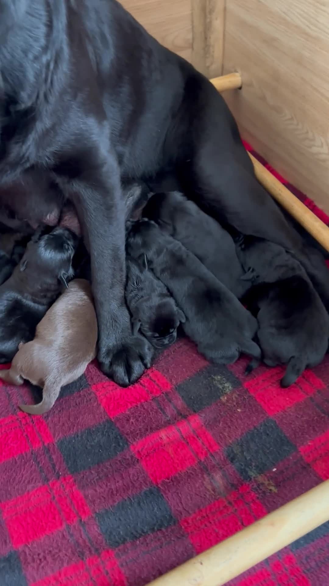 Labrador Retriever dogs for sale: Stunning KC Labradors. Crufts winner Stud dog - Video 1