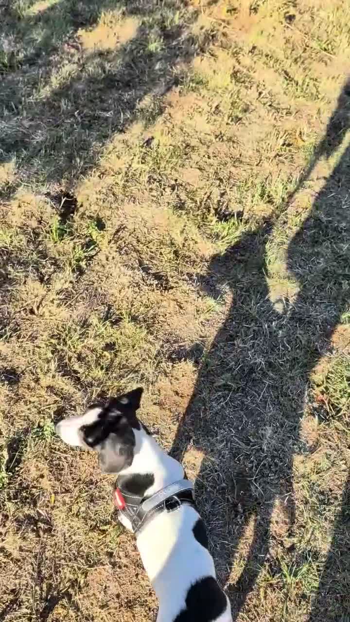 Sprollie dogs for sale: Unfortunate sale  - Video 1