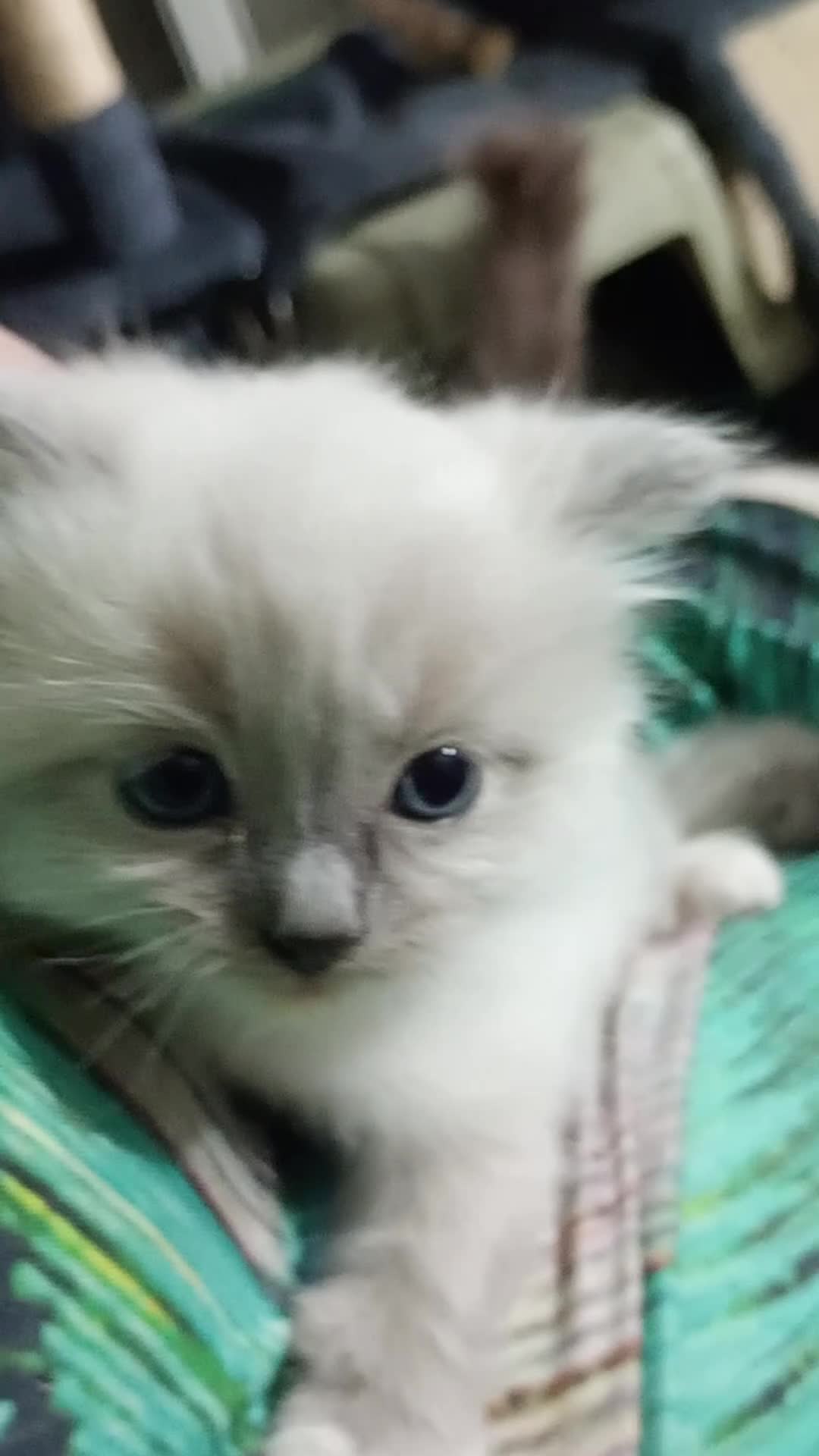 Ragdoll cats for sale: Beautiful pedigree female Ragdoll kitten  - Video 3