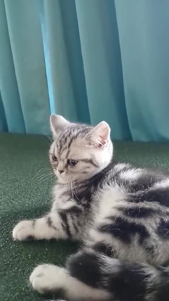 British Shorthair cats for sale: Bsh.Silver Classic Tabby girl. GCCF. - Video 5