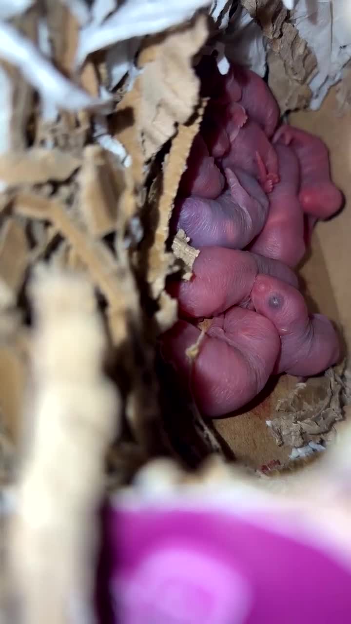 Rat rodents for sale: Baby rats for sale  - Video 1