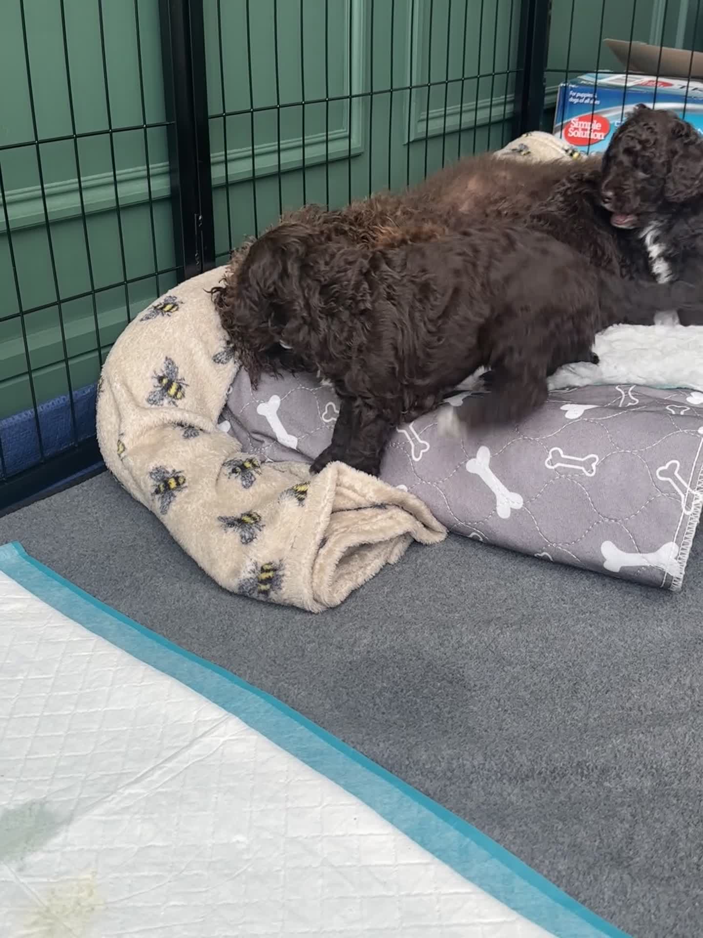 Cockapoo dogs for sale: 🤎 Chocolate Cockapoo’s 🤎 Health Tested 🤎 - Video 4