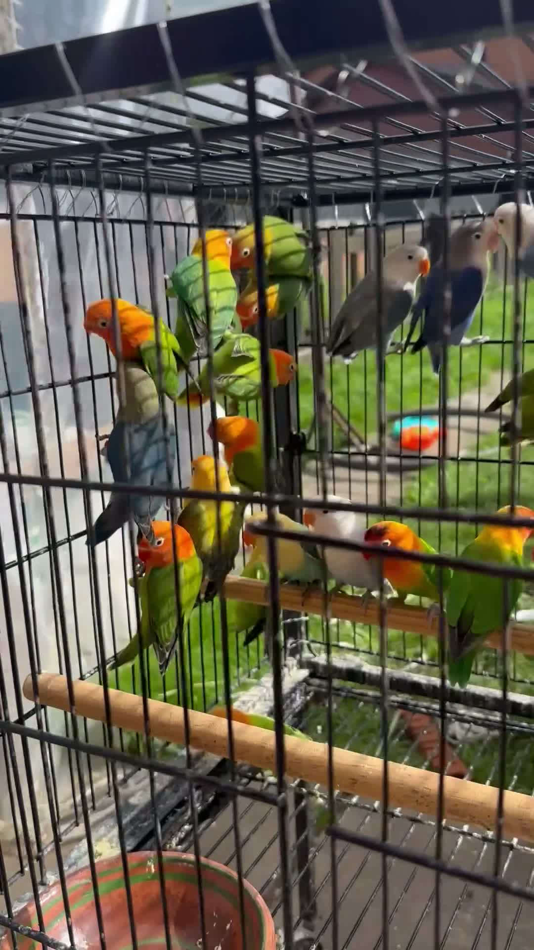 Lovebirds birds for sale: Lovebirds  - Video 1