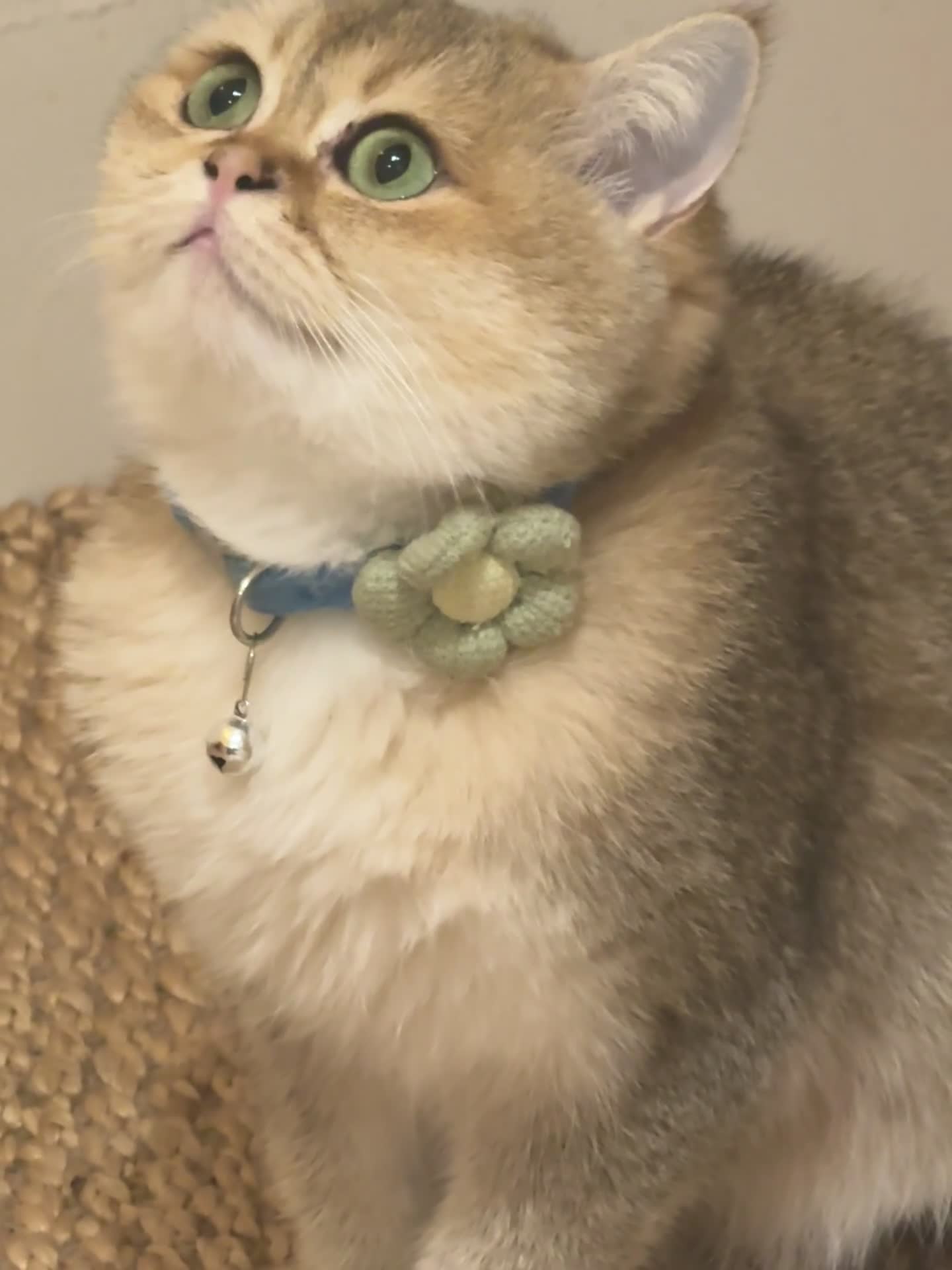 British Shorthair cats for sale: Rare British Shorthair Golden Chinchilla Cat 2yrs - Video 3