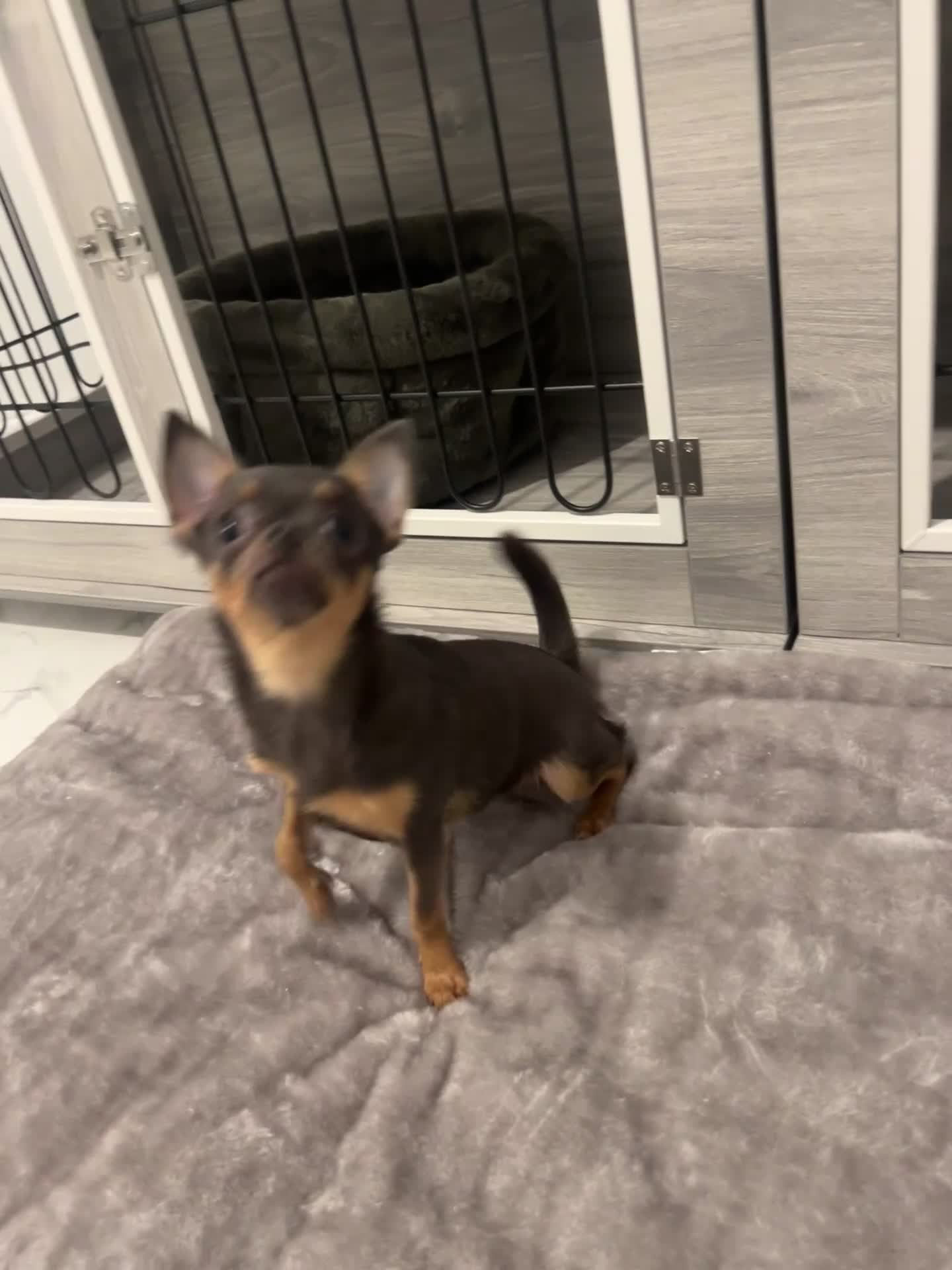 Chihuahua dogs for sale: Looking for her forever home! - Video 1