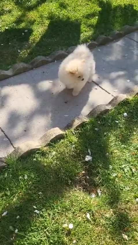 Pomeranian dogs for sale: Pomeranian Puppies in Hayes - Video 1