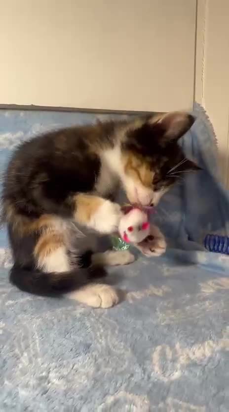 Mixed Breed cats for sale: 3 Lovely Kittens - Video 2
