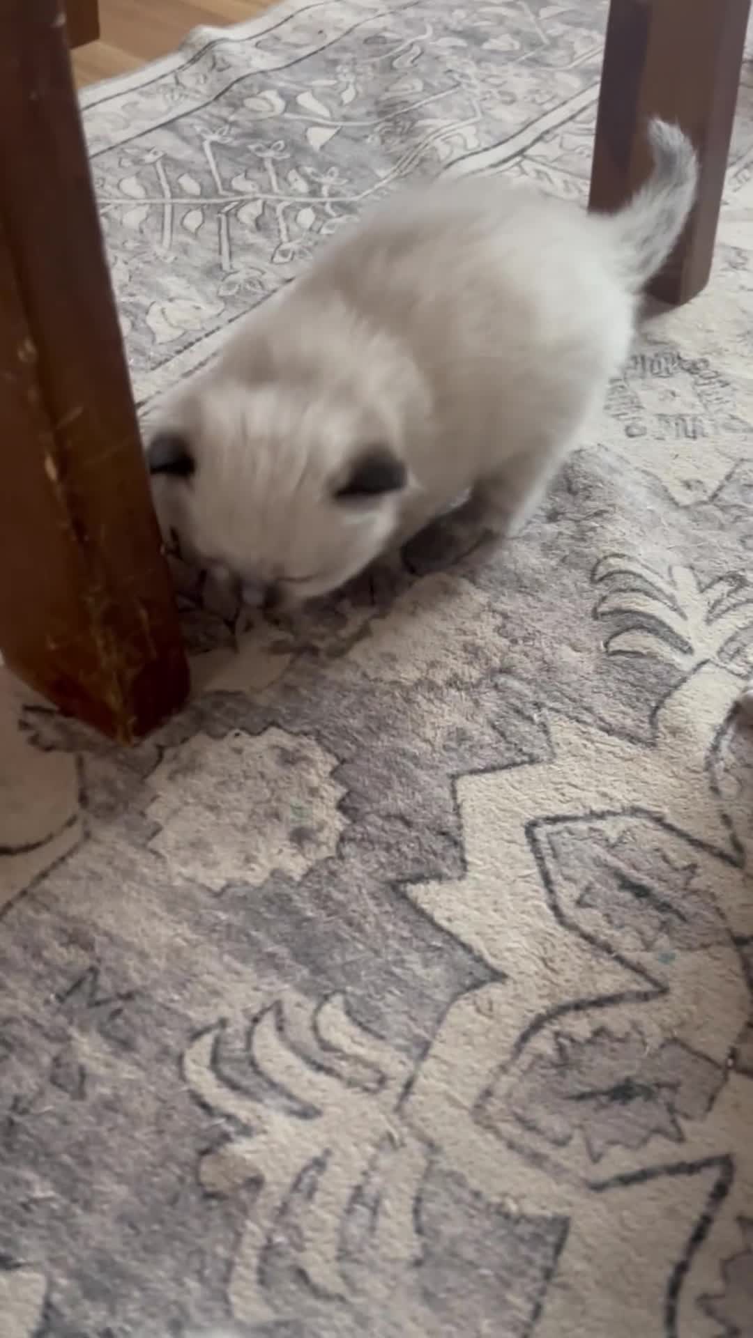 Ragdoll cats for sale: Beautiful GCCF Ragdoll Kittens – 2 Boys Available  - Video 1