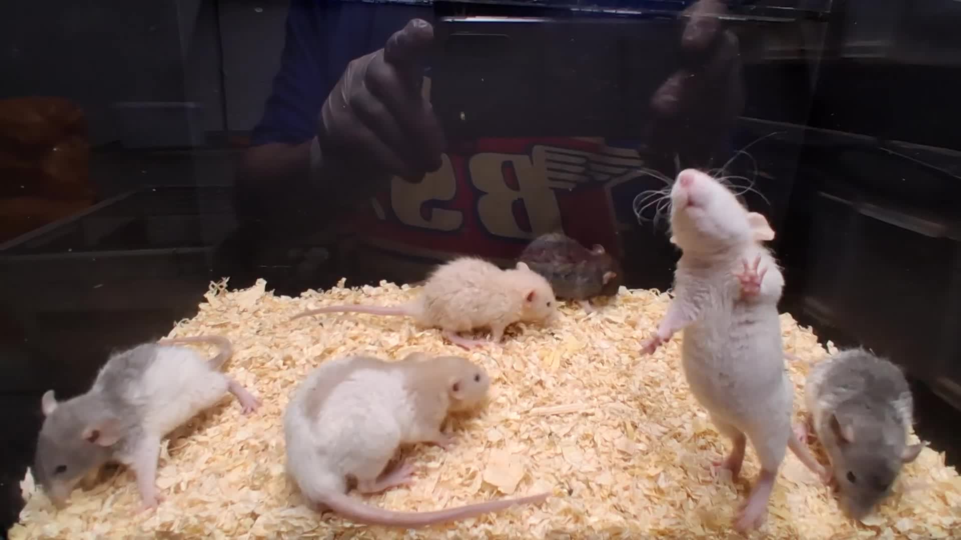 Rat rodents for sale: Baby Dumbo Rats , Males and Females  - Video 4