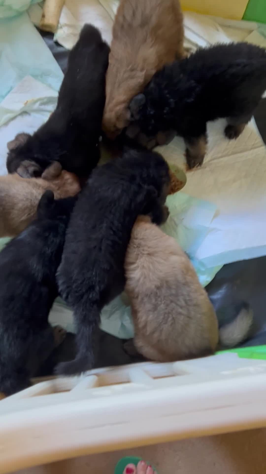 German Shepherd dogs for sale: German Shepherd puppies - Video 1