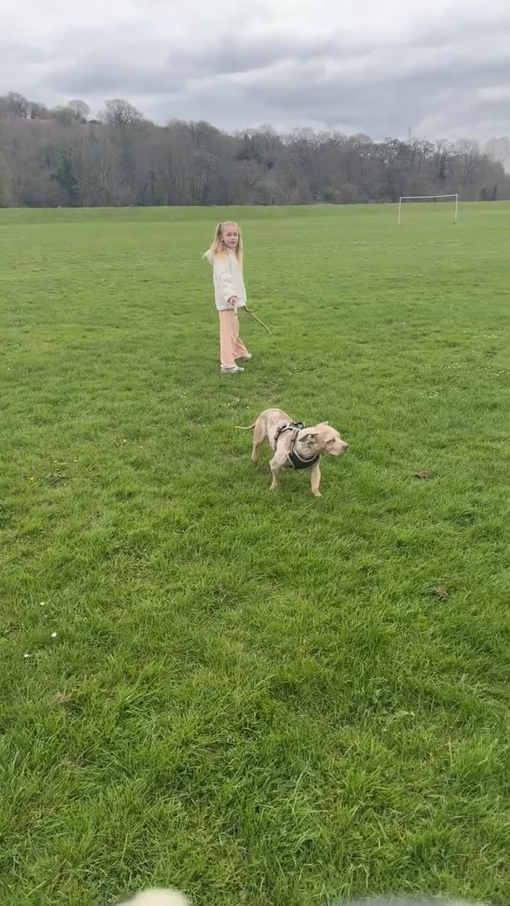 American Bully dogs for sale: Mabel in Newport - Video 1
