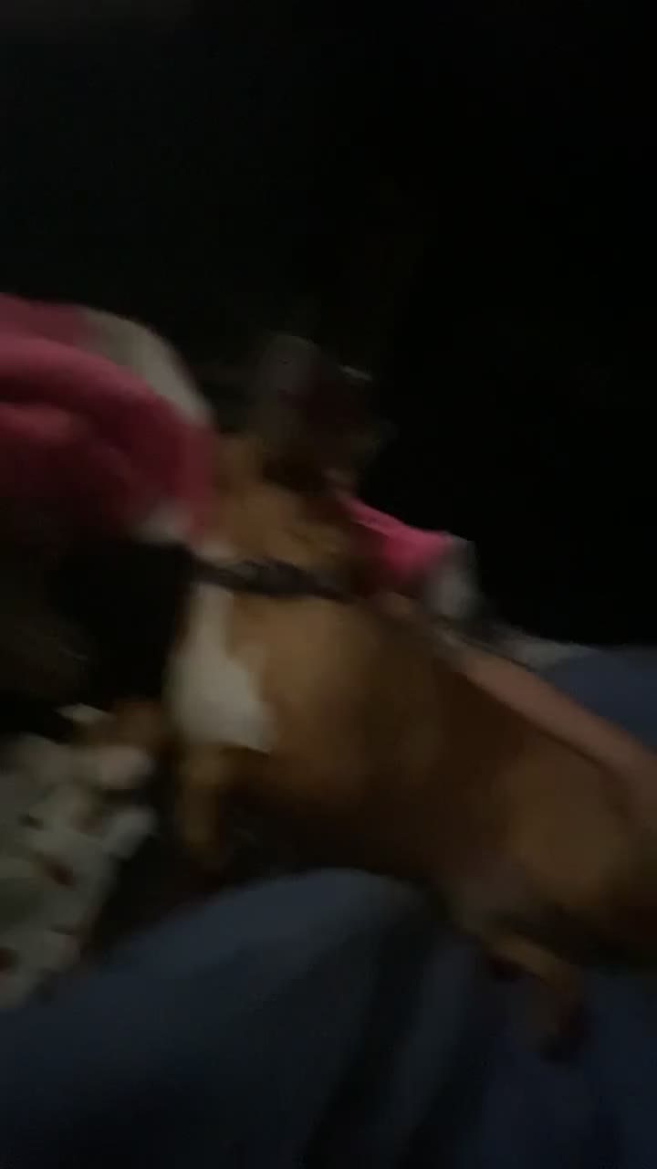 Mixed Breed dogs for sale: Miller - Video 1