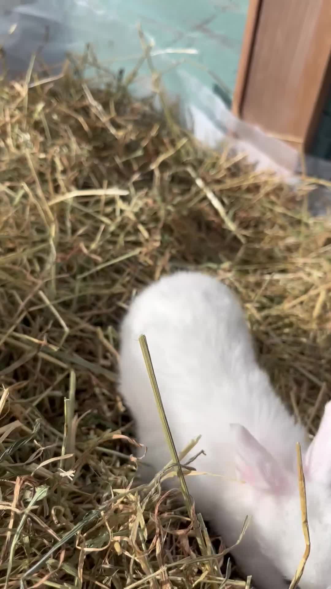 Mini Lop rabbits for sale: Autumn babies - Video 1
