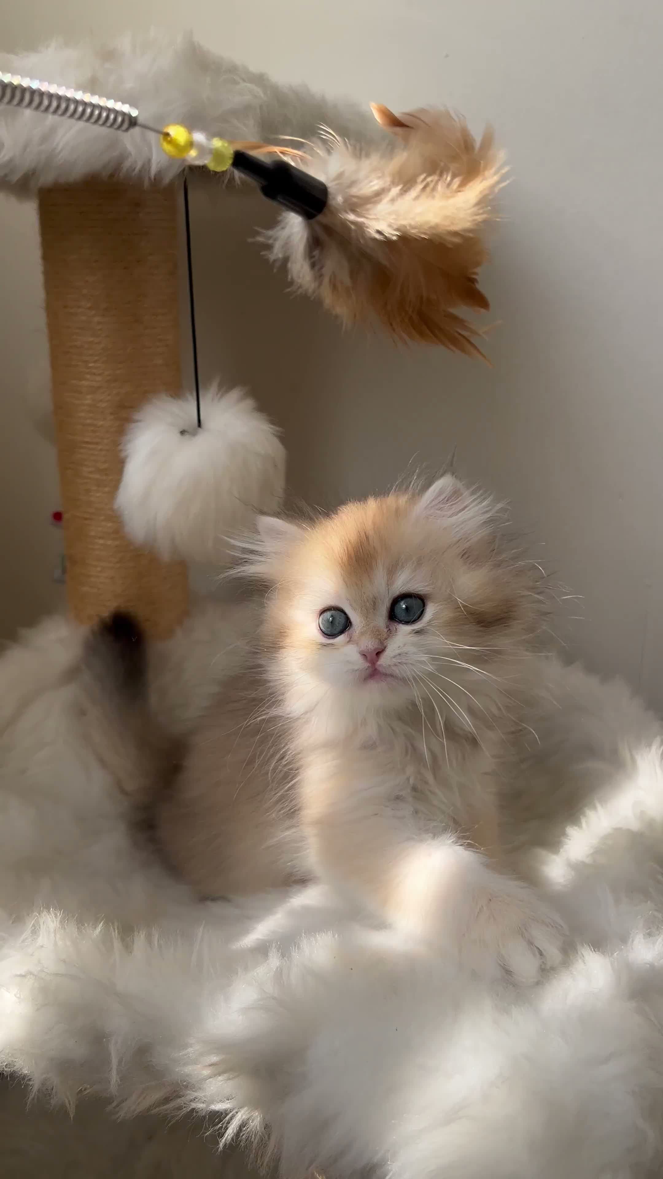 British Longhair cats for sale: 👑 Champion Bloodline Registered GCCF BLH Ay12 👑 in Manchester - Video 1