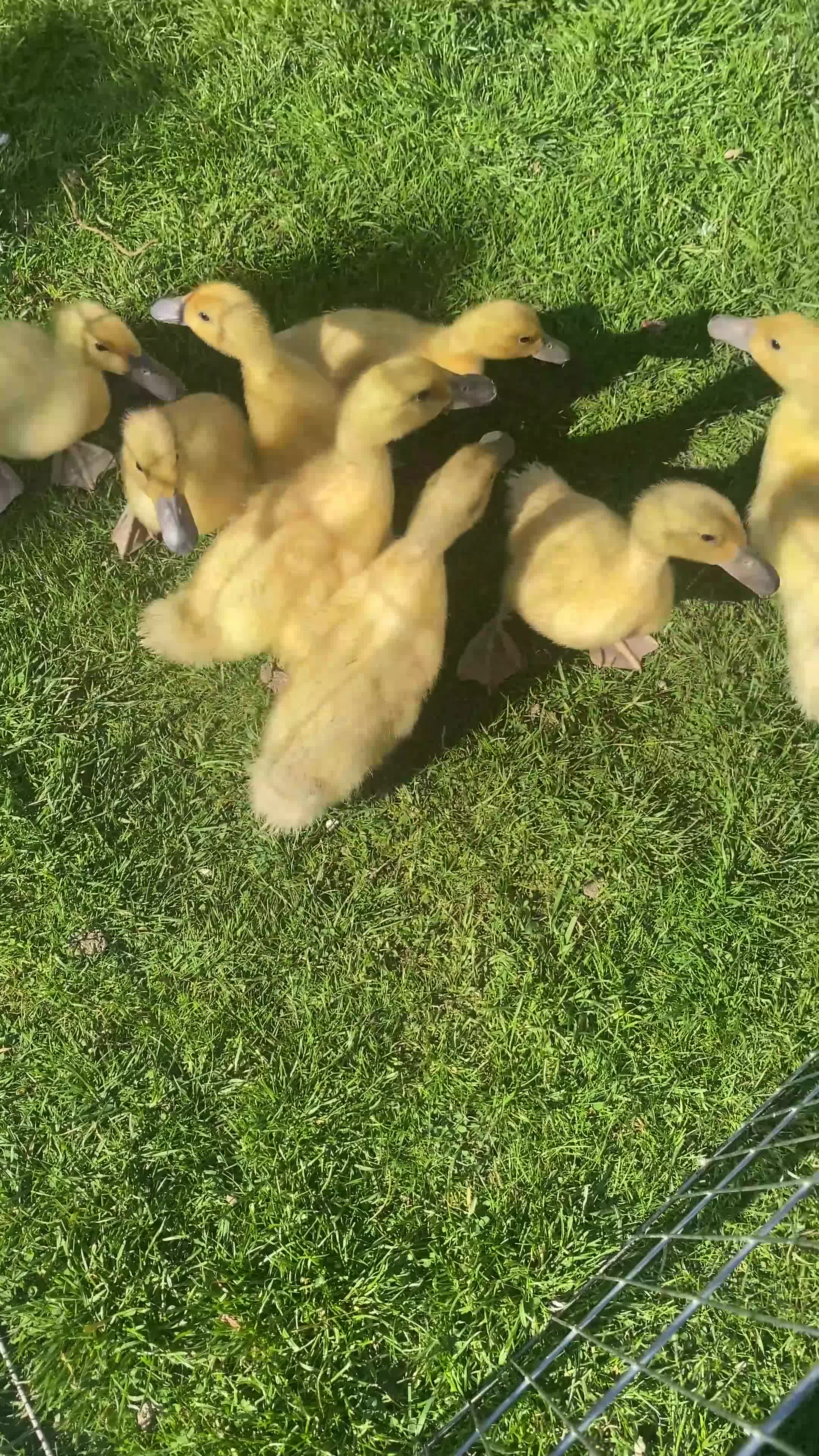 Ducks poultry for sale: *RESERVED* Abacot Ranger Breeding Pair  - Video 1