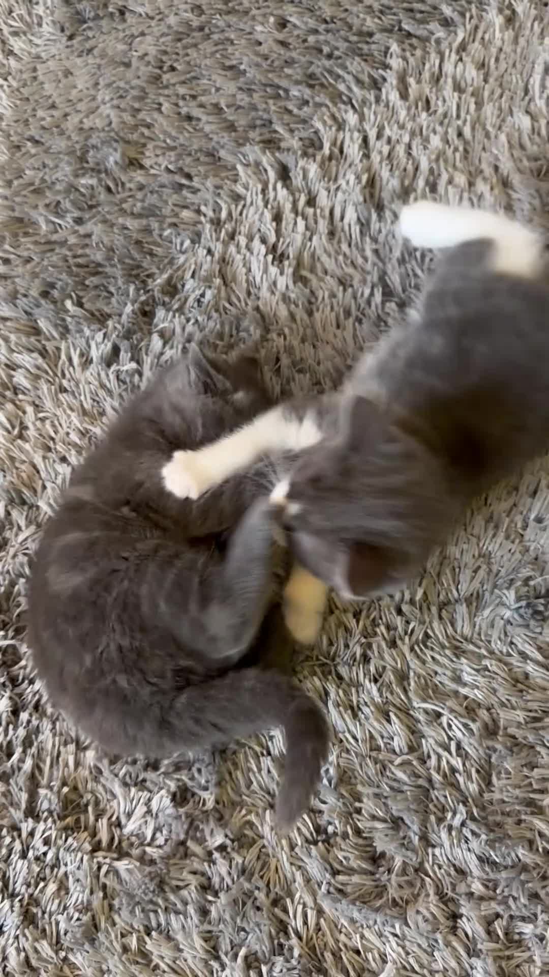 Ragdoll cats for sale: Ragdoll/TurkishAngora Kittens,BlueEyed,Home-Raised - Video 1