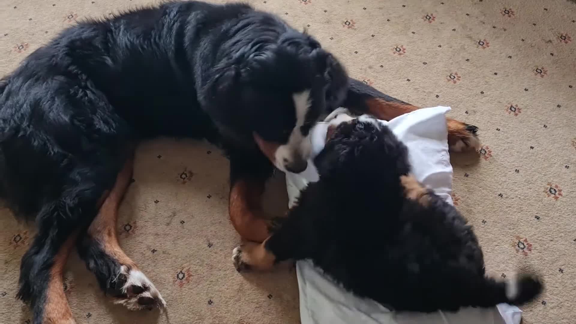 Bernese Mountain Dog dogs for stud: Proven KC registered Bernese Mountain Dog for Stud - Video 2