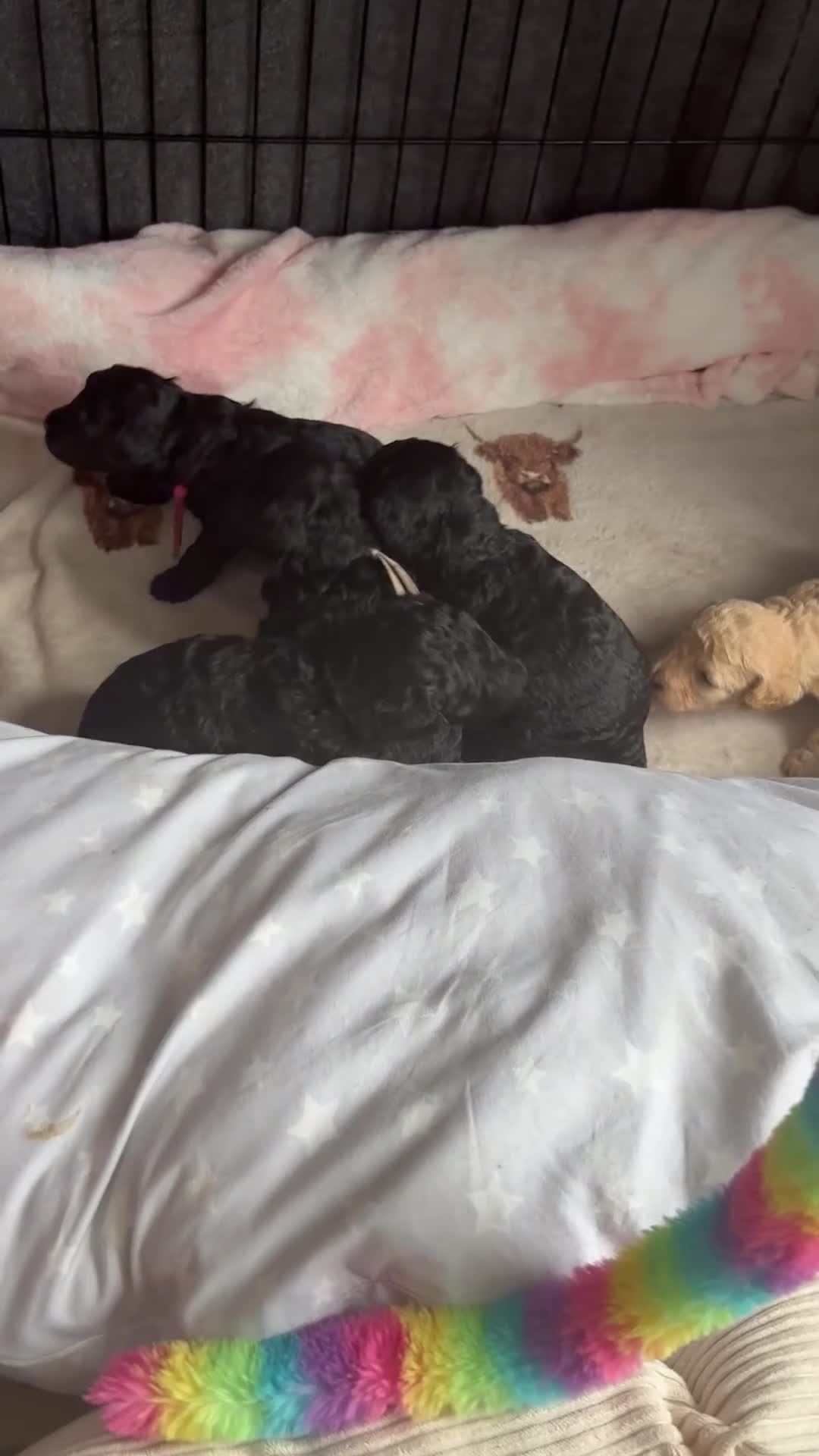 Miniature Poodle dogs for sale: Adorable kc reg miniature poodles - Video 2