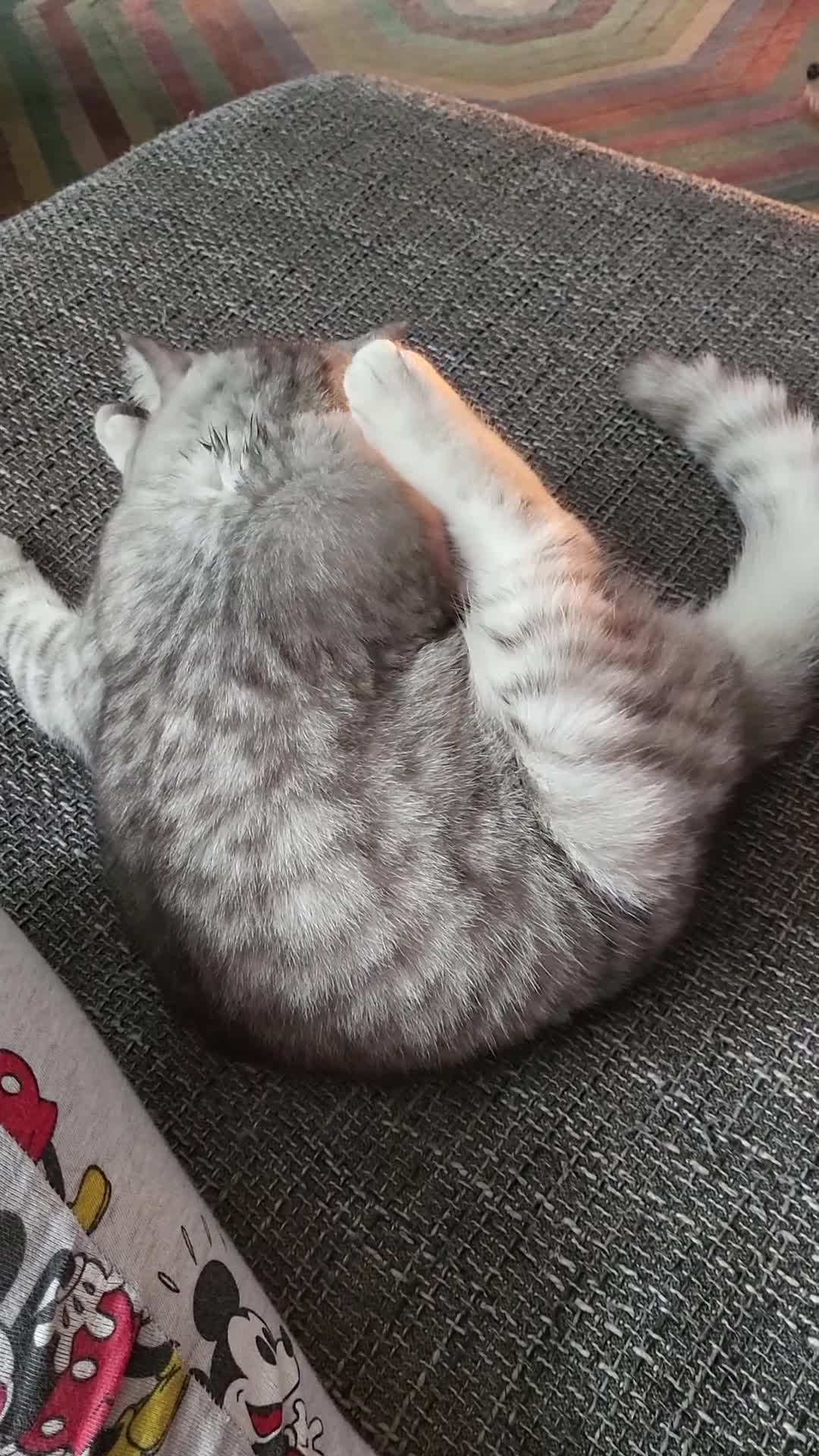 Scottish Fold cats for sale: 2 year old crystal  female  - Video 1