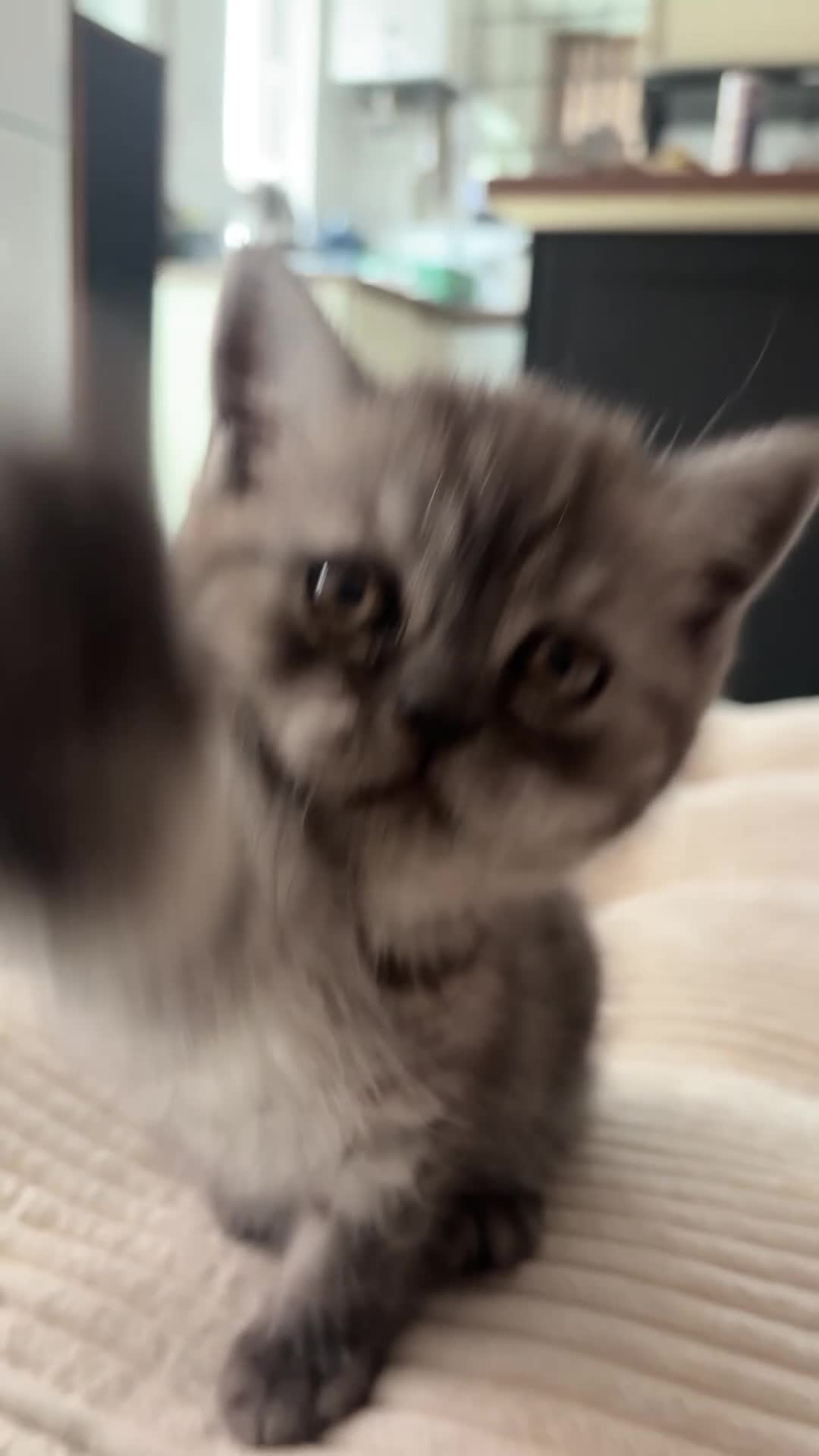 Scottish Fold cats for sale: Adorable Scottish Straight Kittens  - Video 2