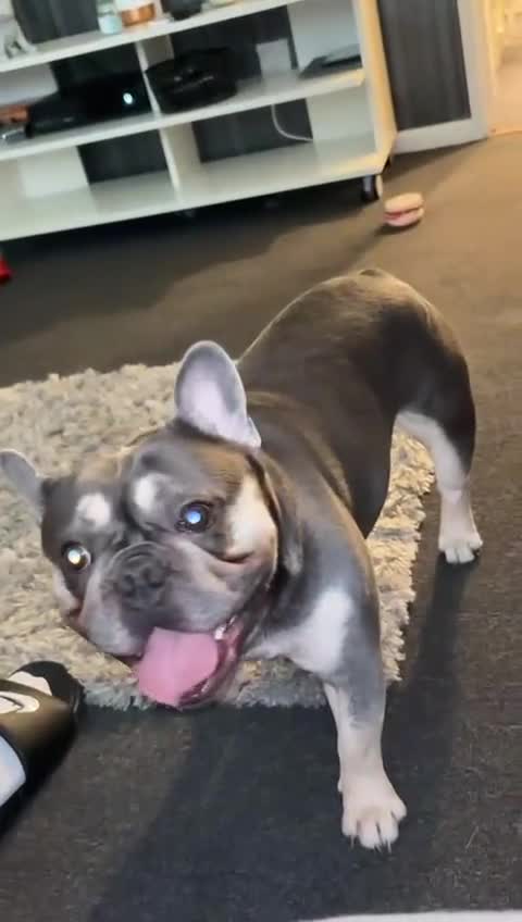 French Bulldog dogs for stud: Male frenchie for stud  - Video 2