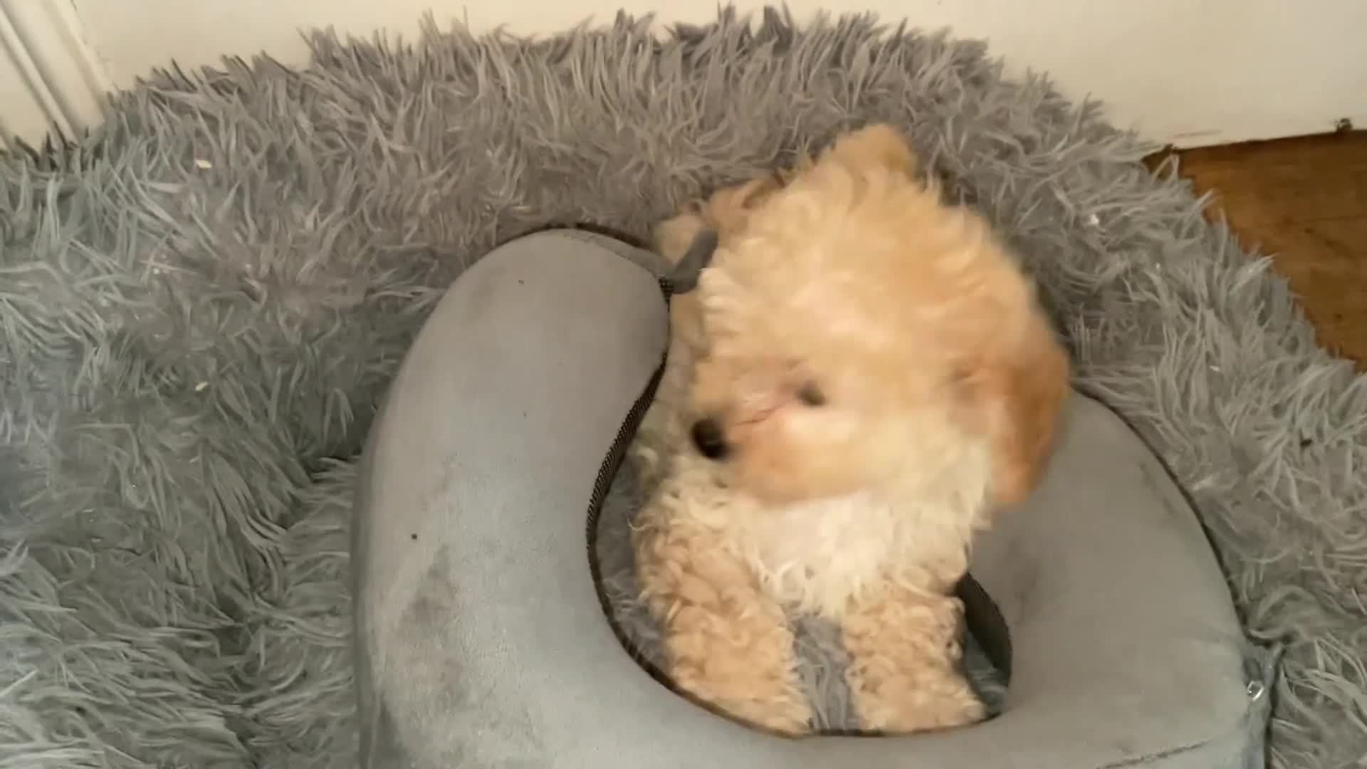 Toy Poodle dogs for sale: Toy poodle pups ready to go now  - Video 1