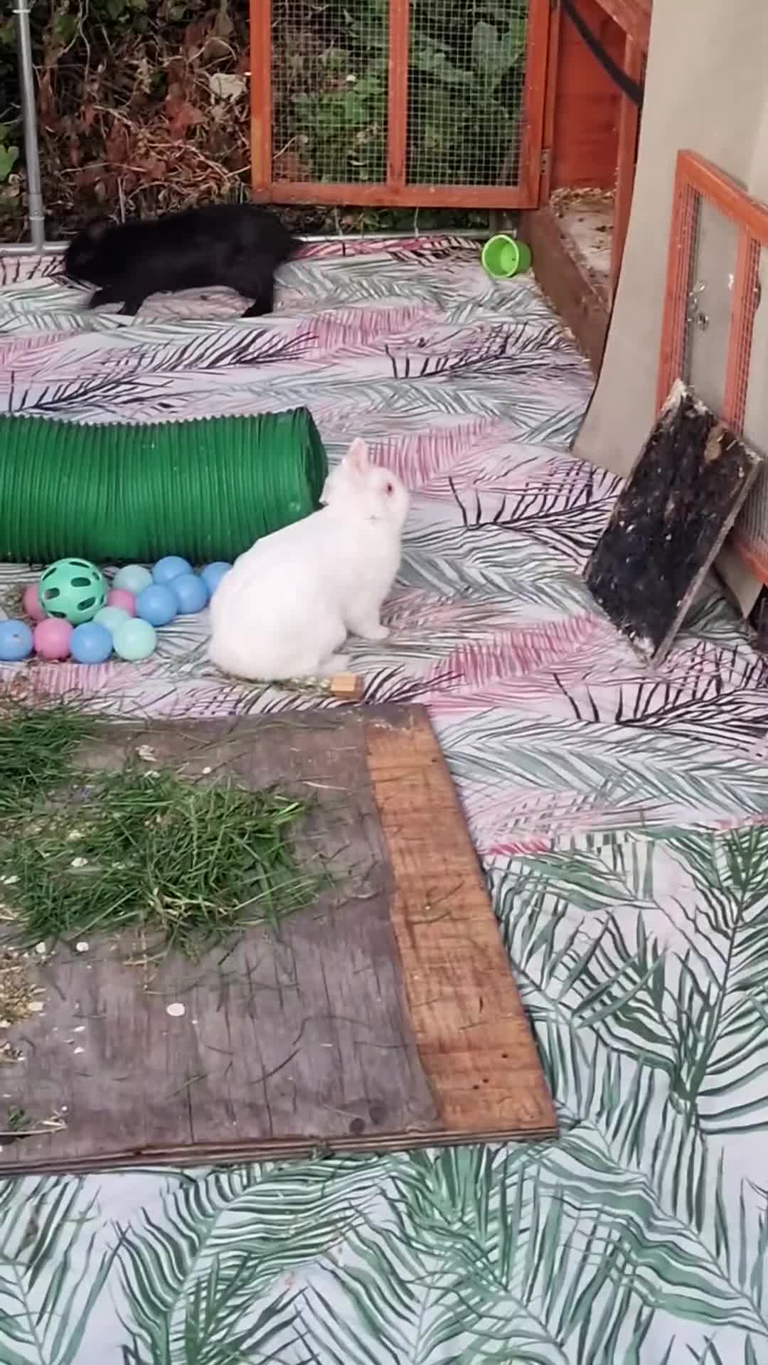 Mixed Breed rabbits for sale: 4 rabbits and a full set up for sale  - Video 3