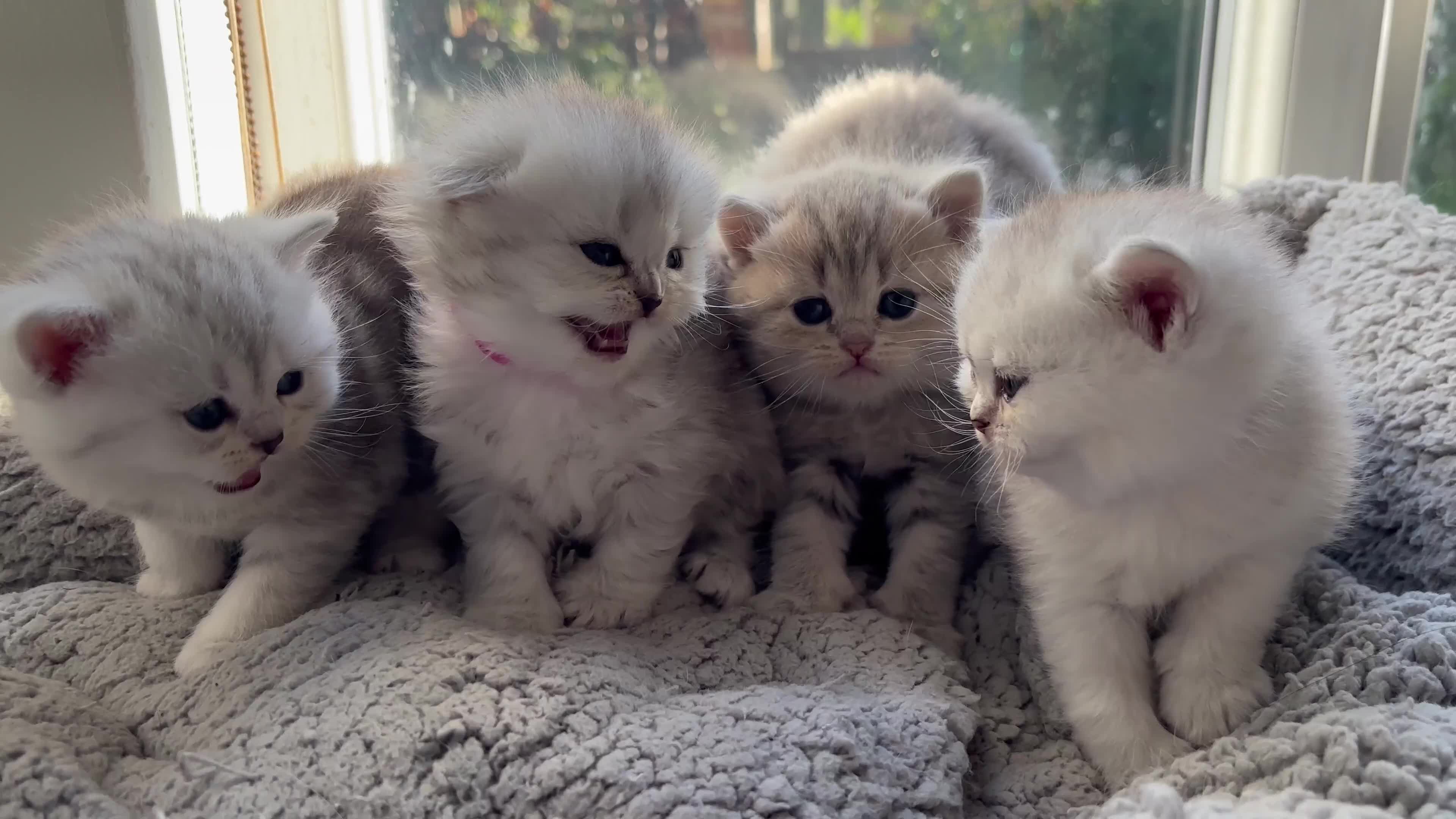 British Shorthair cats for sale: ❤️ Rare Persian Fold/Straight ❤️ - Video 1