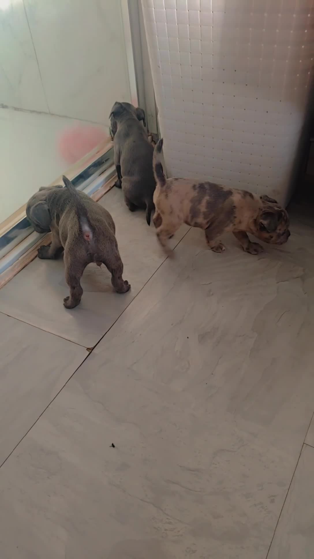Mixed Breed dogs for sale: Frenchie X staff  - Video 2