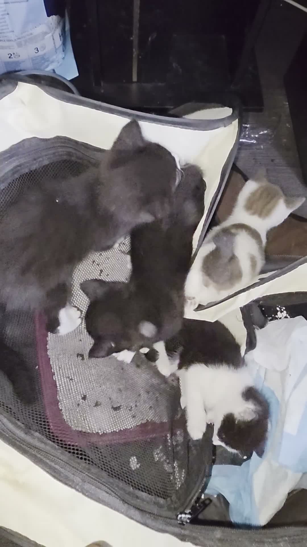 Mixed Breed cats for sale: 4 Beautiful Kittens Looking for Loving Homes - Video 4