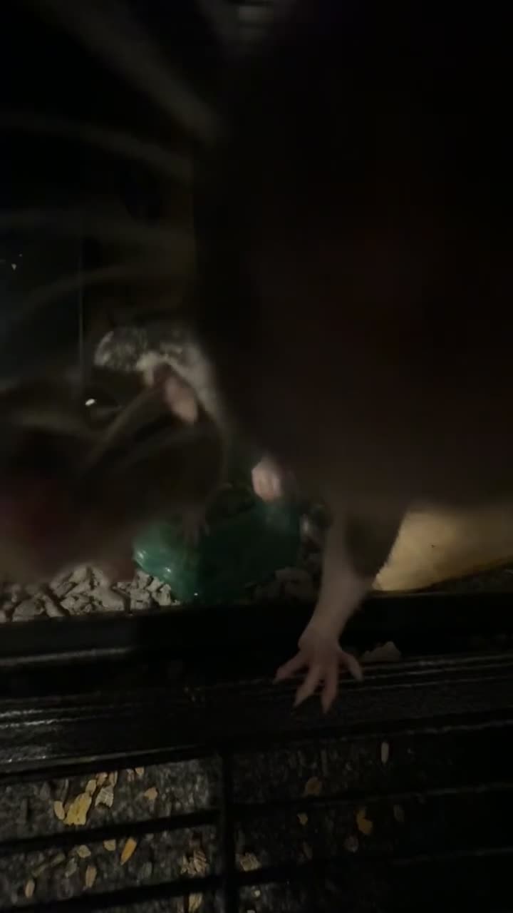 Rat rodents for sale: 2 male dumbo rats need rehoming!! - Video 1