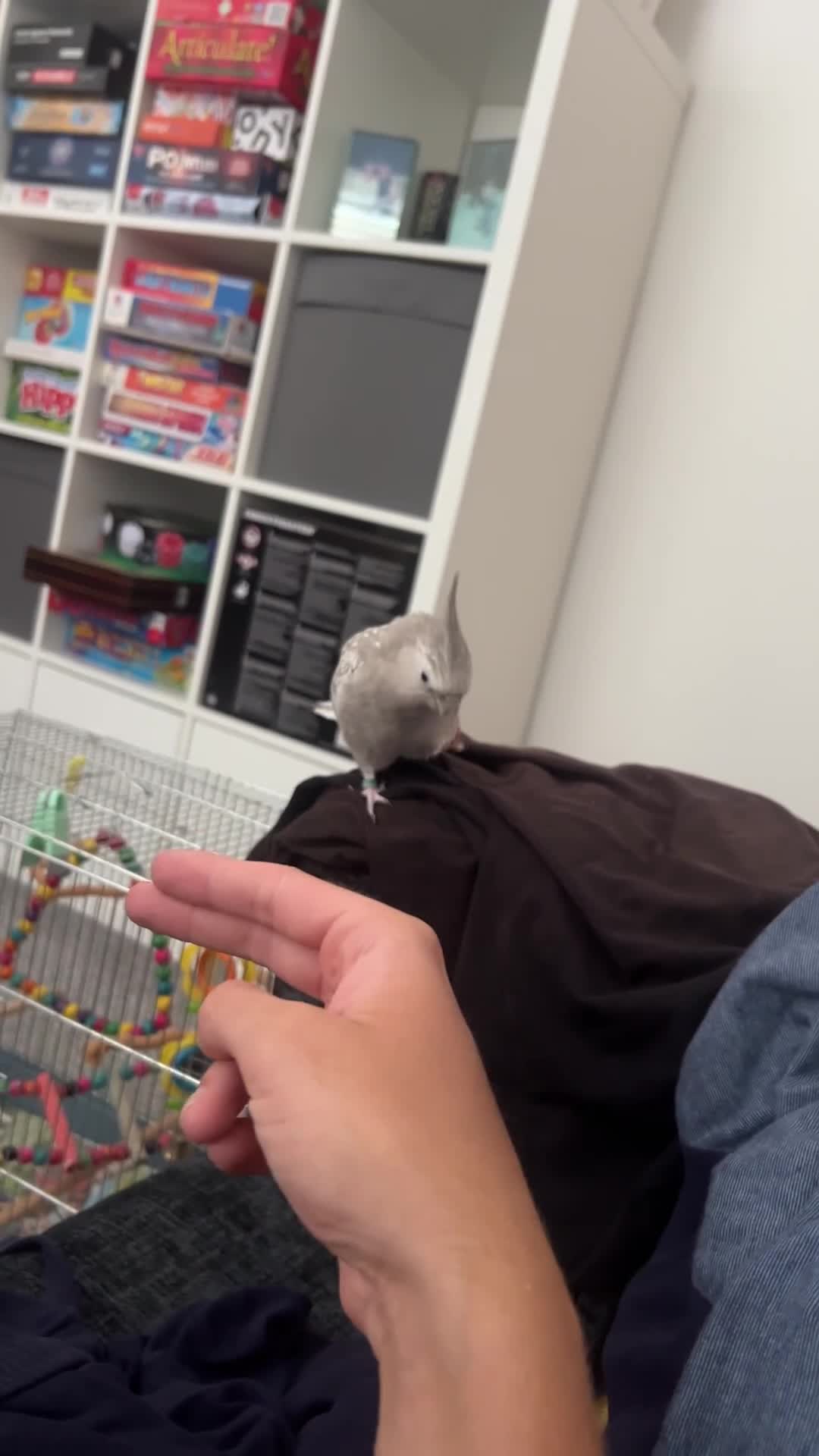 Cockatiels birds for sale: Female cockatiel called shadow  - Video 4