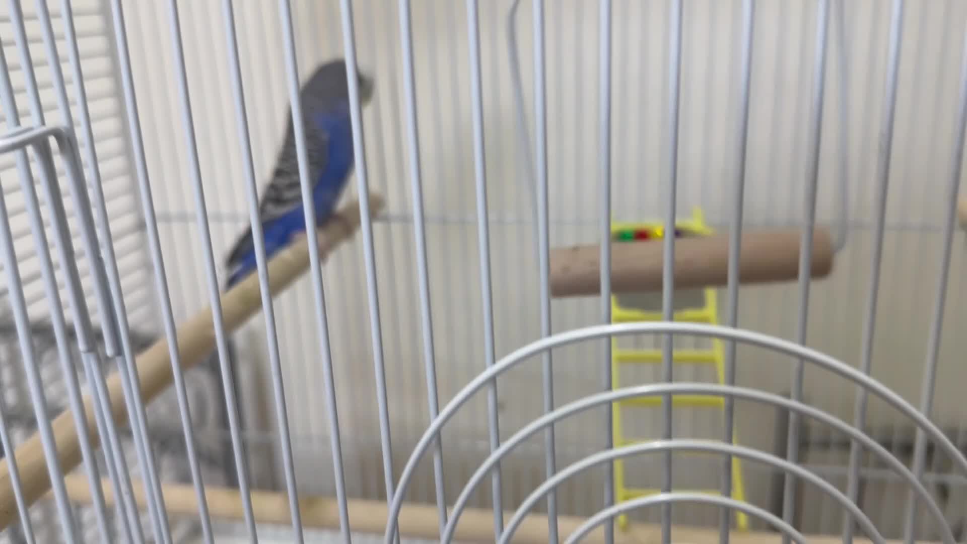 Budgerigars birds for sale: Blue Healthy budgie  in London - Video 2