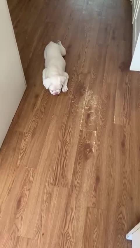 French Bulldog dogs for sale: Family Raised EA Pink English cross French Bulldog - Video 4
