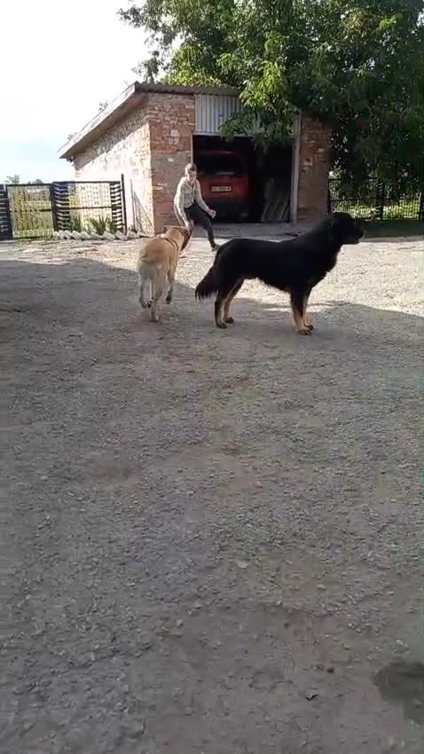 Mixed Breed dogs for adoption: 💙BENNY💙 – Dreams of His First Birthday at Home - Video 3