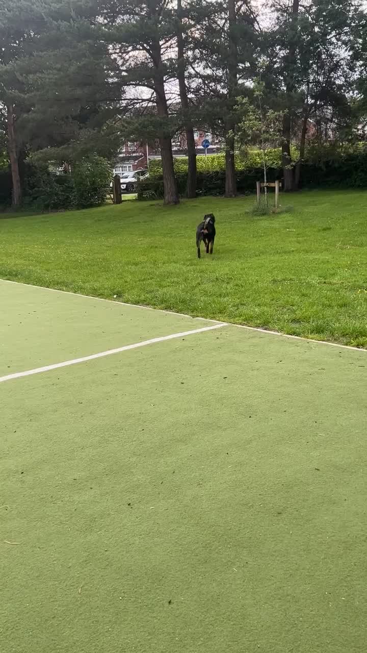 Rottweiler dogs for sale: Bear the Rottweiler  - Video 2