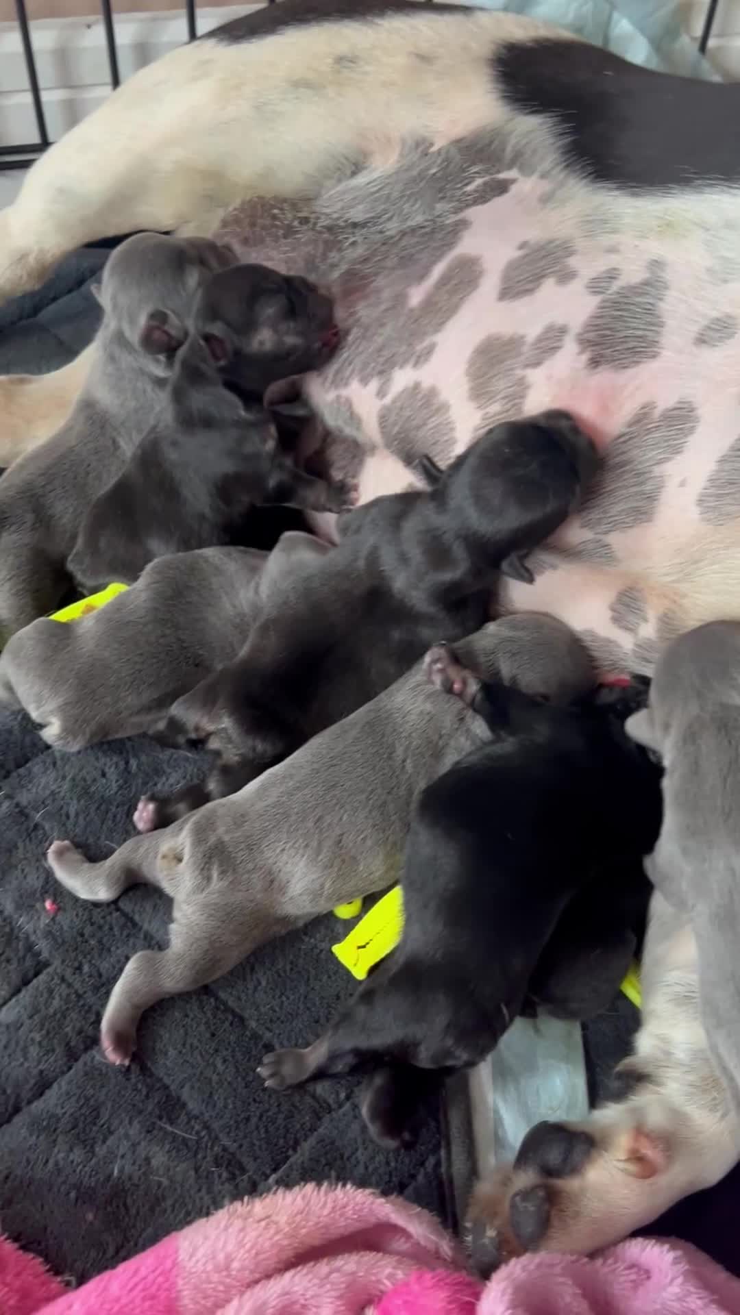 French Bulldog dogs for sale: 8 newborn frenchies  - Video 1