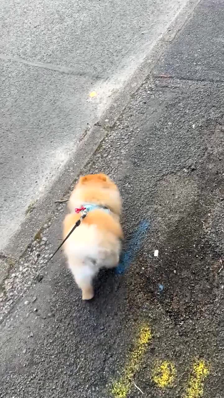 Pomeranian dogs for sale: Cheetos  - Video 1