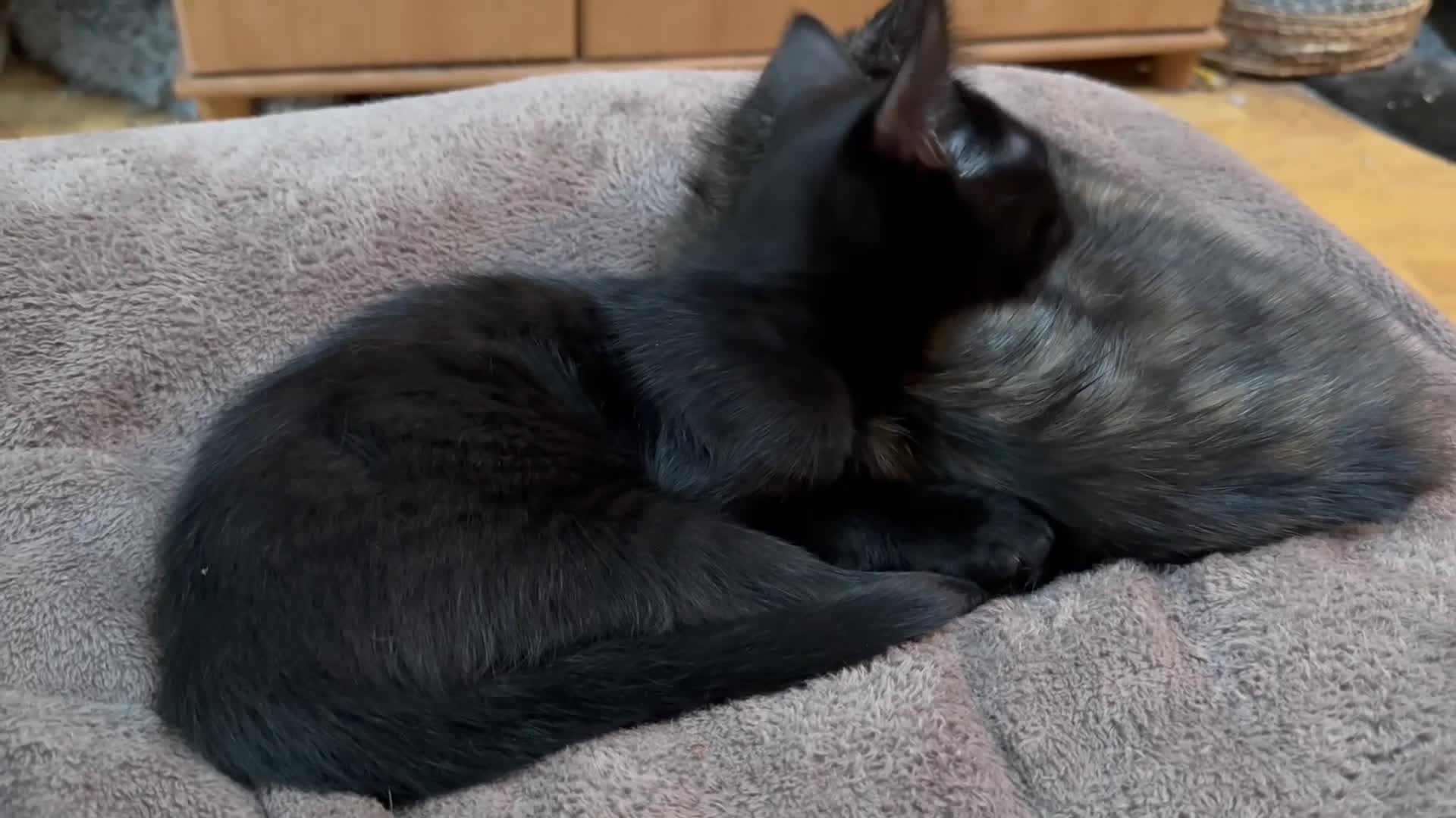 Maine Coon cats for sale: Wednesday is still looking for her forever home  - Video 1