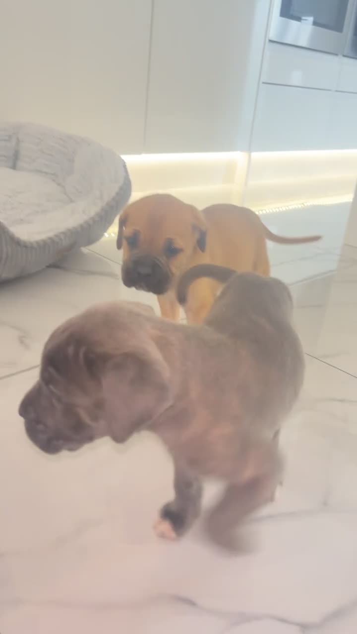 Cane Corso dogs for sale: Cane Corso Puppies 🐶  - Video 3