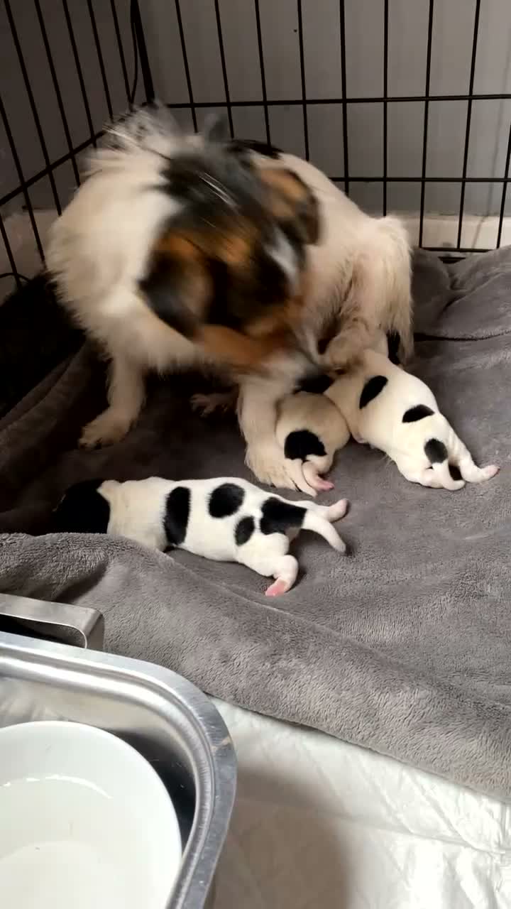 Jack Russell dogs for sale: Miniature jack Russell pups  - Video 1