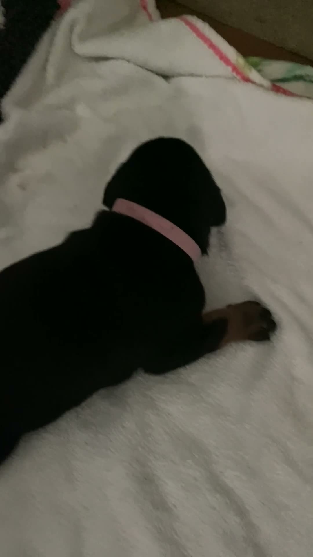 Dobermann dogs for sale: Doberman puppies - Video 2