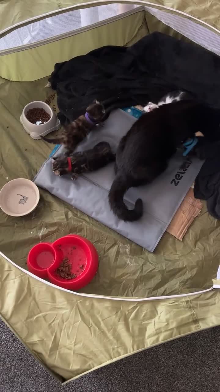 Mixed Breed cats for sale: Adorable Kittens Available  - Video 2