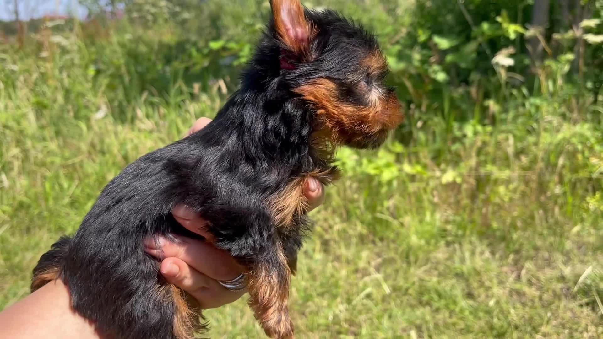Yorkshire Terrier dogs for sale: 1 SUPER MINI BOY - Video 2