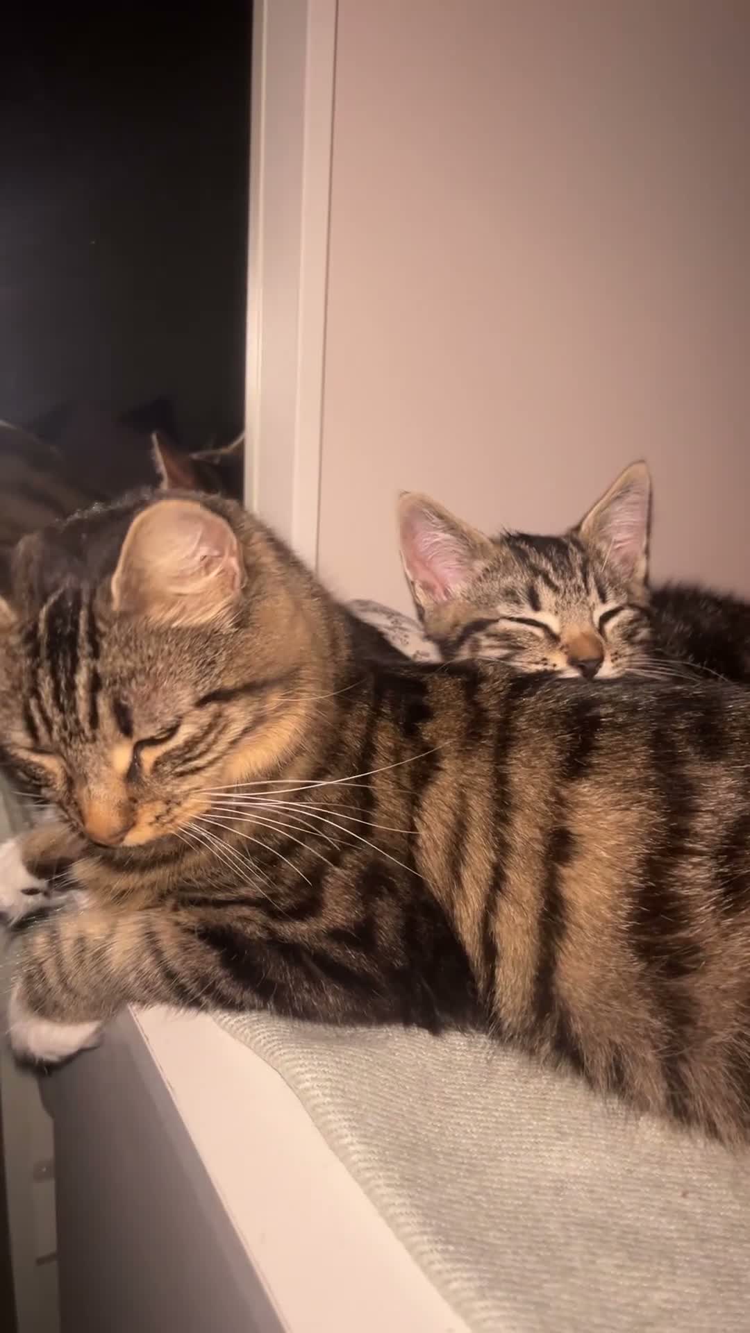 Mixed Breed cats for sale: 2 beautiful mixed breed kittens. - Video 4