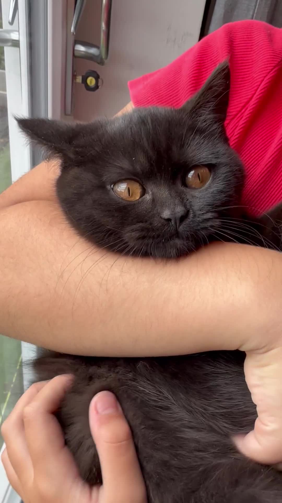 British Shorthair cats for sale: BSH Kittens 1 Chocolate Girl Left Now REDUCED! - Video 1