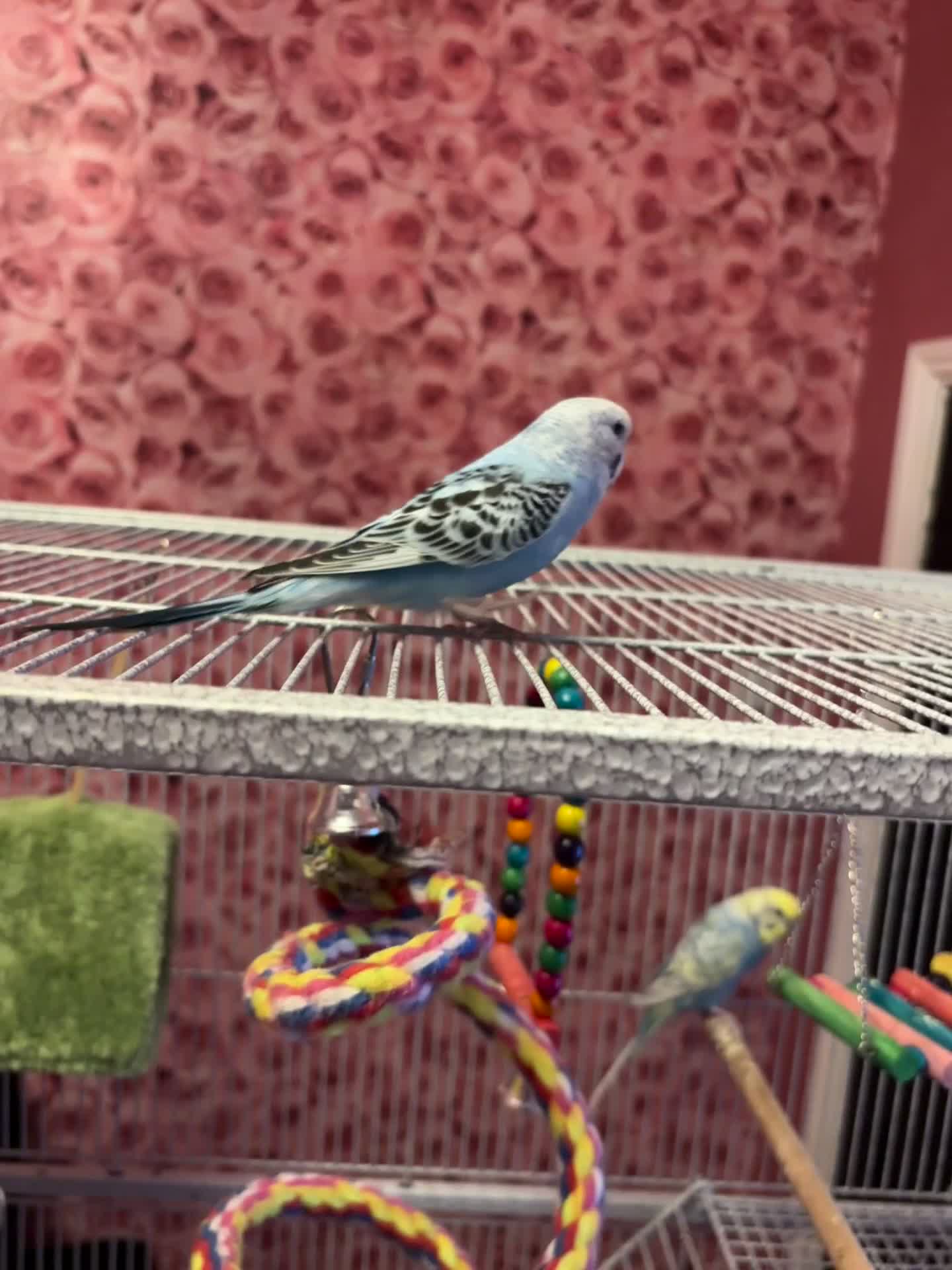 Parakeets birds for sale: Baby budgie boy named gizmo  - Video 2