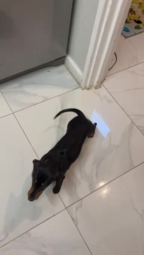 Miniature Dachshund dogs for sale: Miniature Dachshund 18 month Old Girl - Video 1